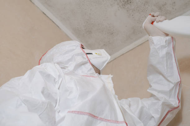 Best Attic Mold Remediation in USA